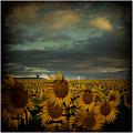 280 - FIELD OF SUNFLOWERS - NEGREDO JULIAN - spain